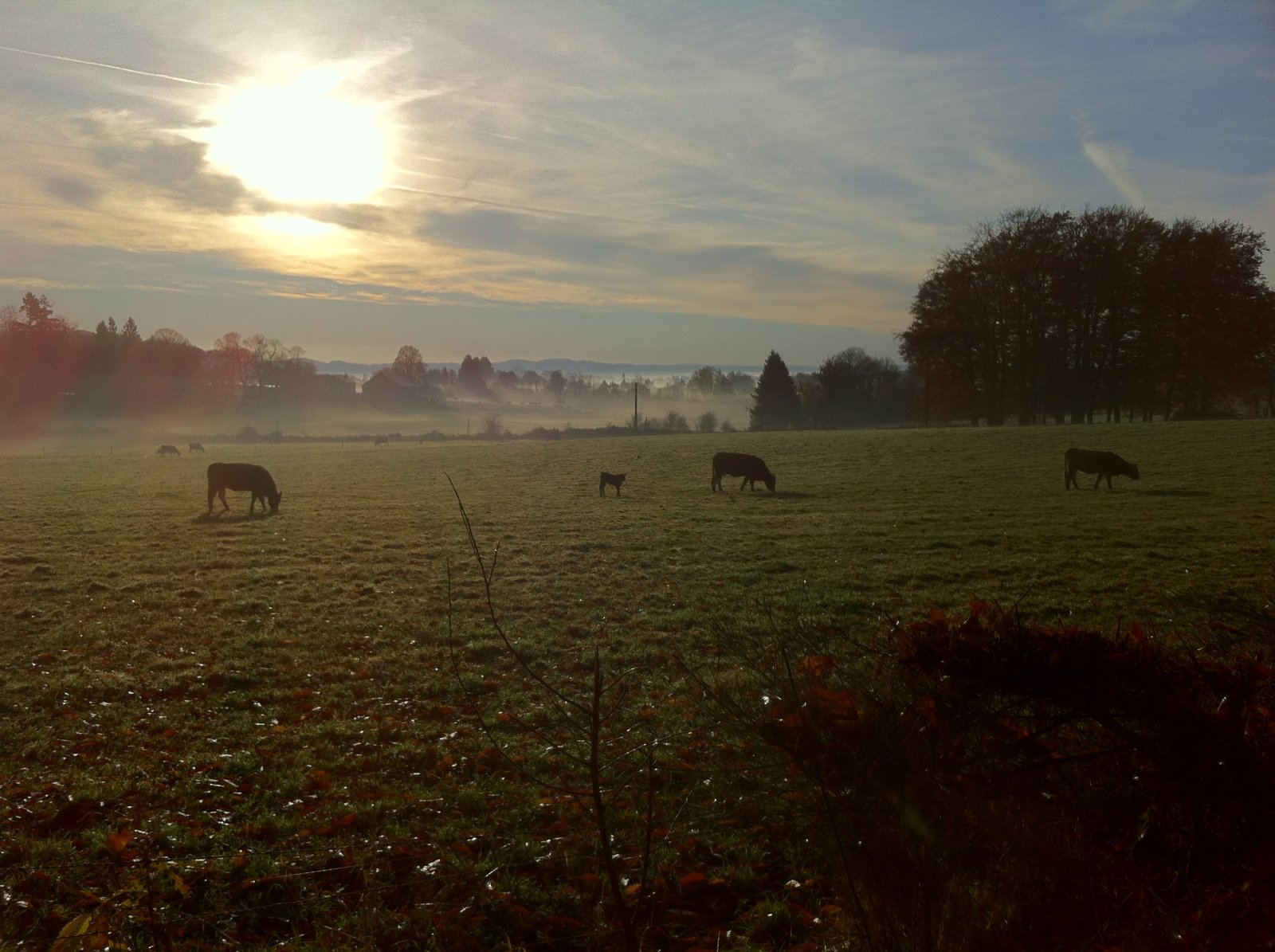 Fonds d'cran Animaux Vaches - Taureaux - Boeufs Campagne Limousine