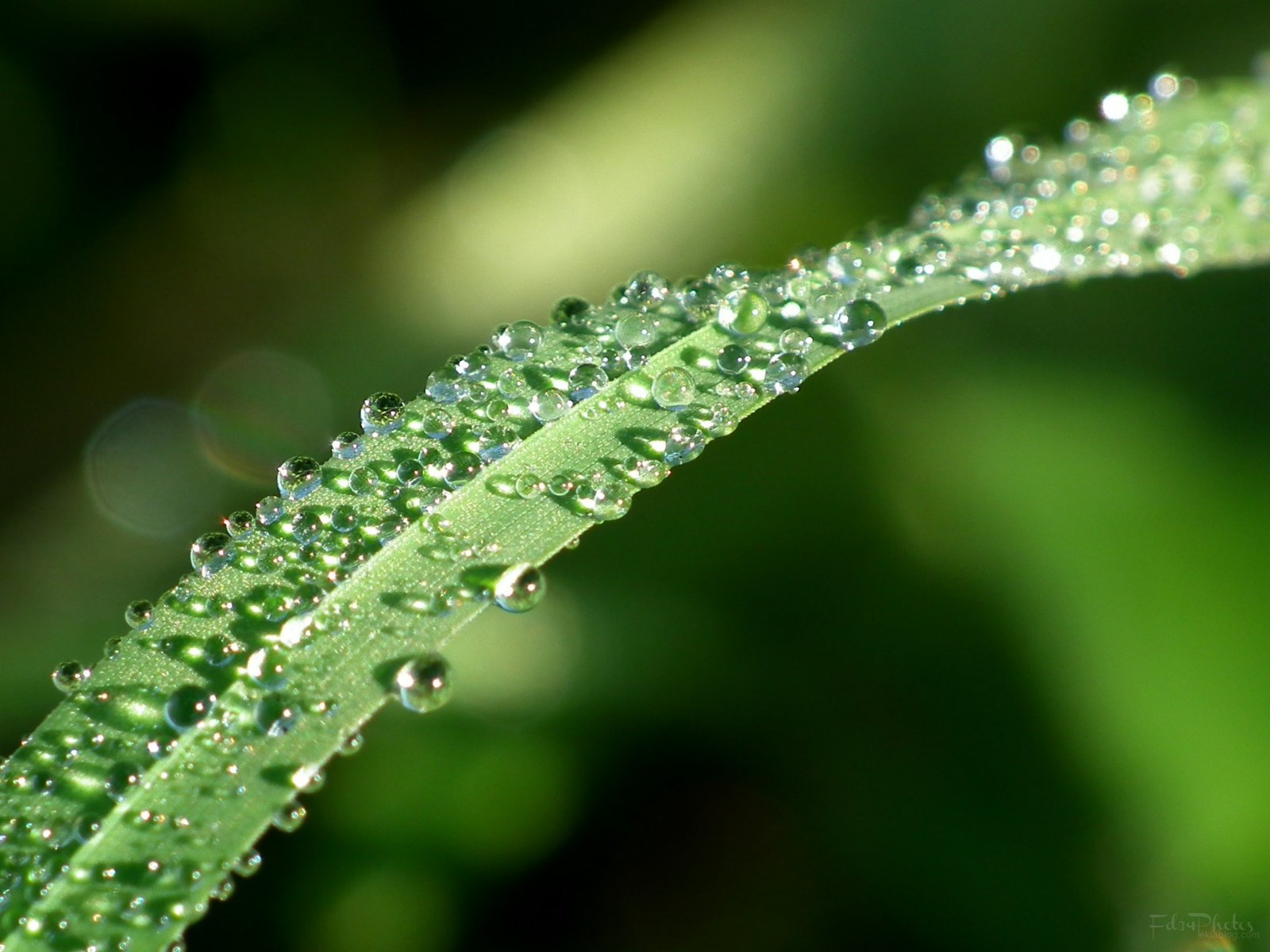 Wallpapers Nature Water - Drops 