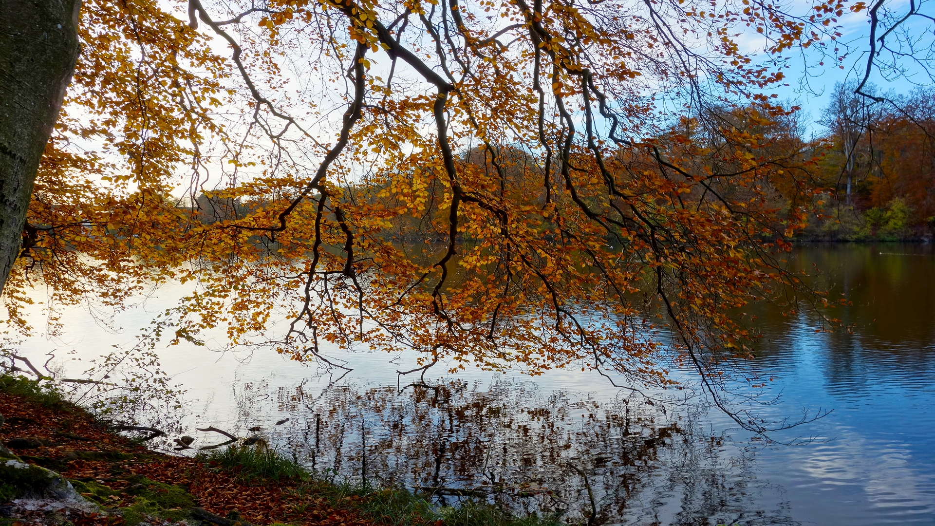 Wallpapers Nature Lakes - Ponds Automne sous un arbre