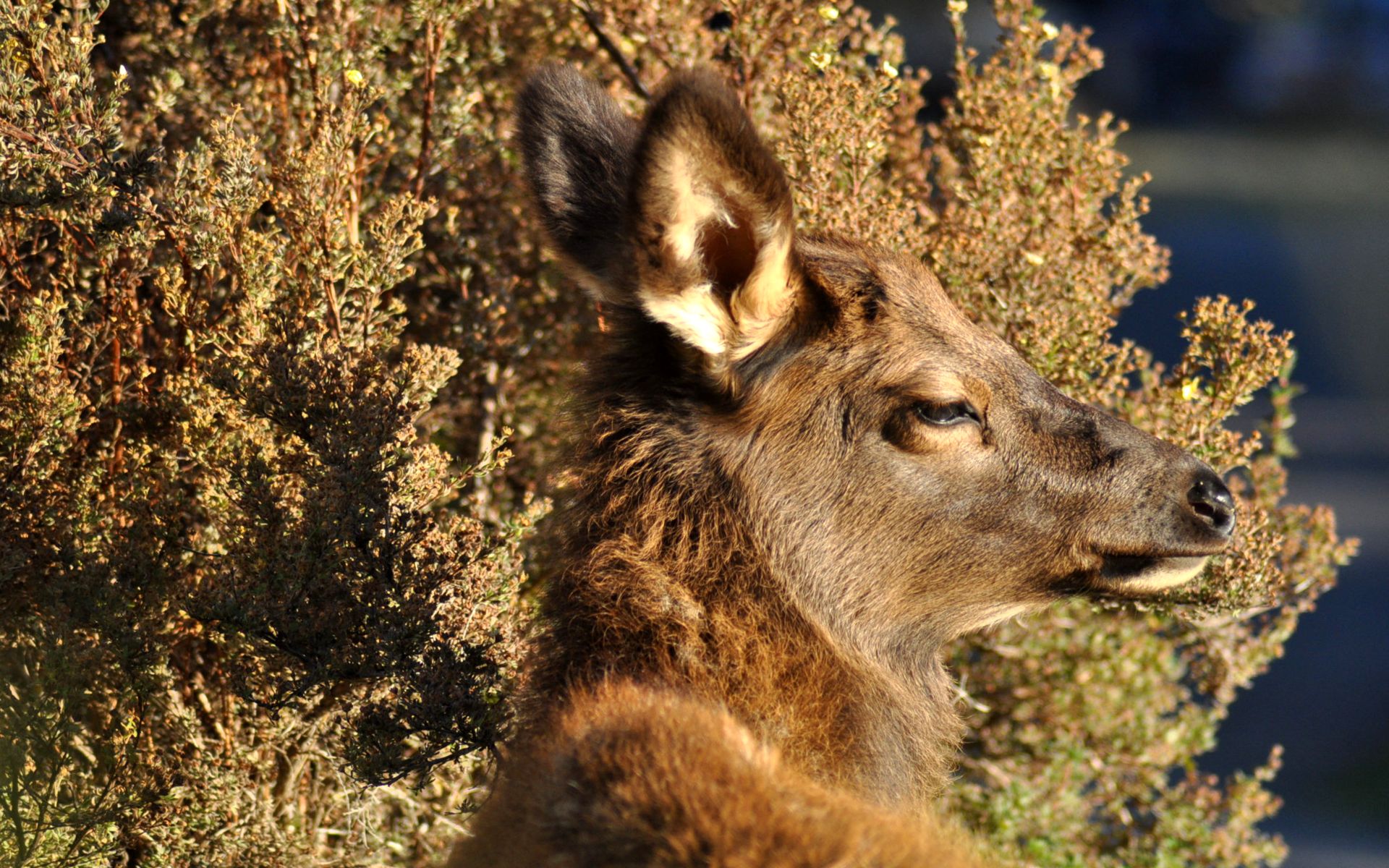 Fonds d'cran Animaux Cervids 