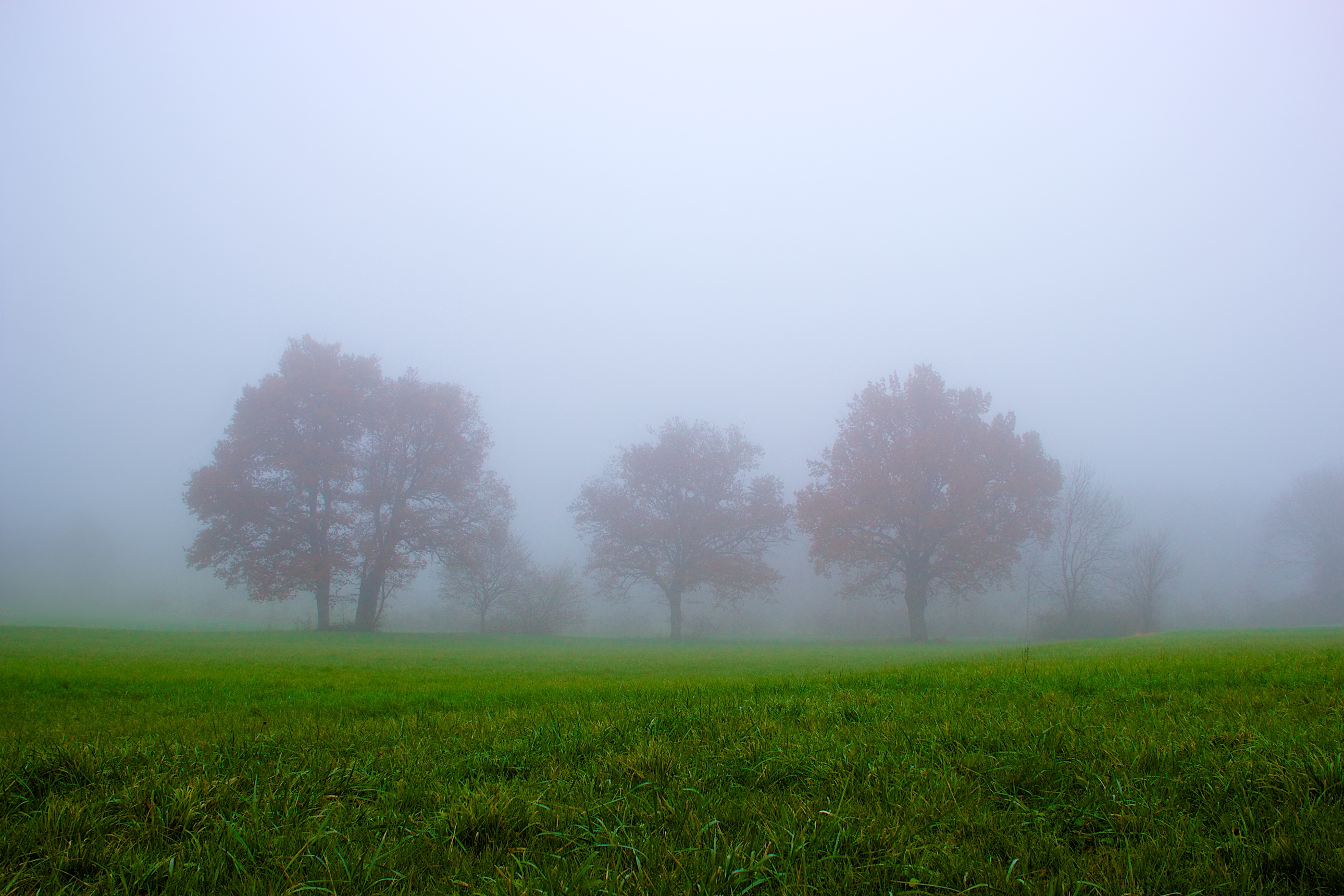 Wallpapers Nature Trees - Forests Brouillard de novembre