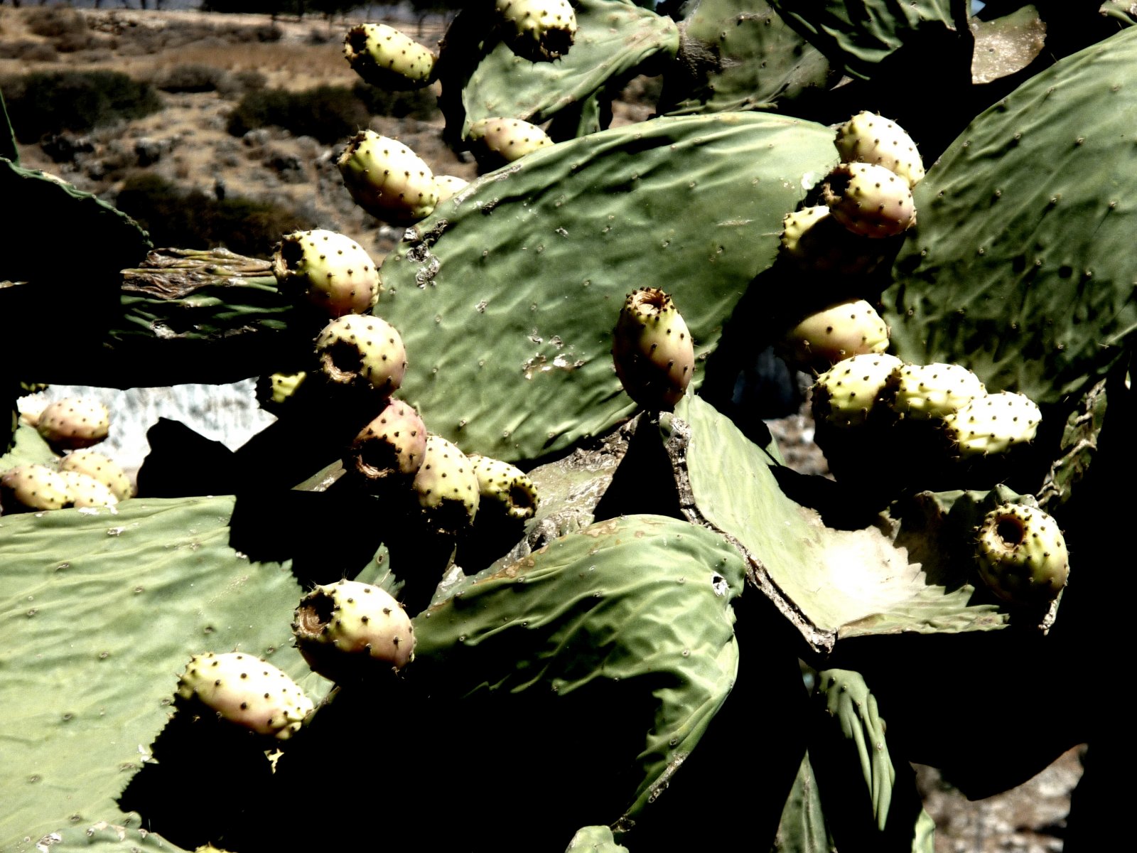 Wallpapers Nature Cactus 