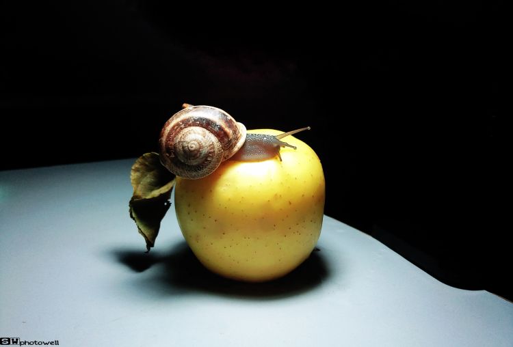 Wallpapers Animals Snails - Slugs Wallpaper N322498