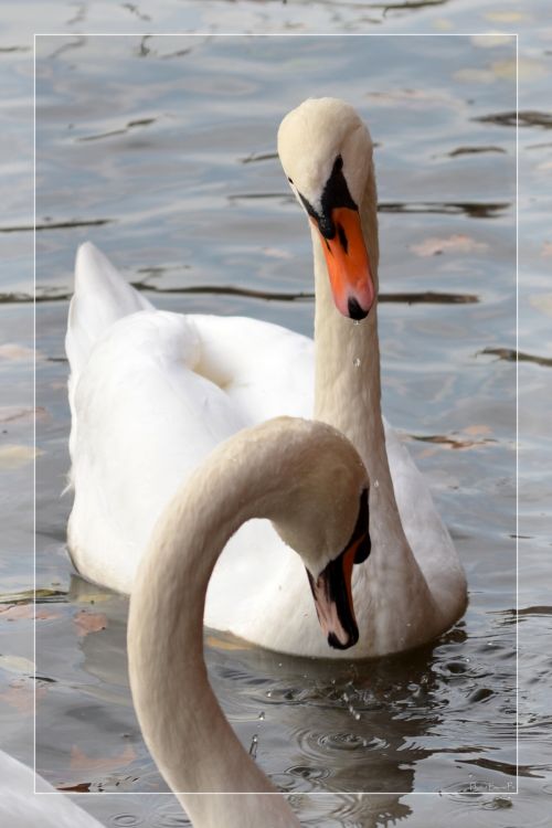 Wallpapers Animals Birds - Swans Wallpaper N322529