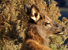  Animaux Image sans titre N322525