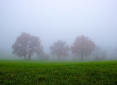  Nature Brouillard de novembre