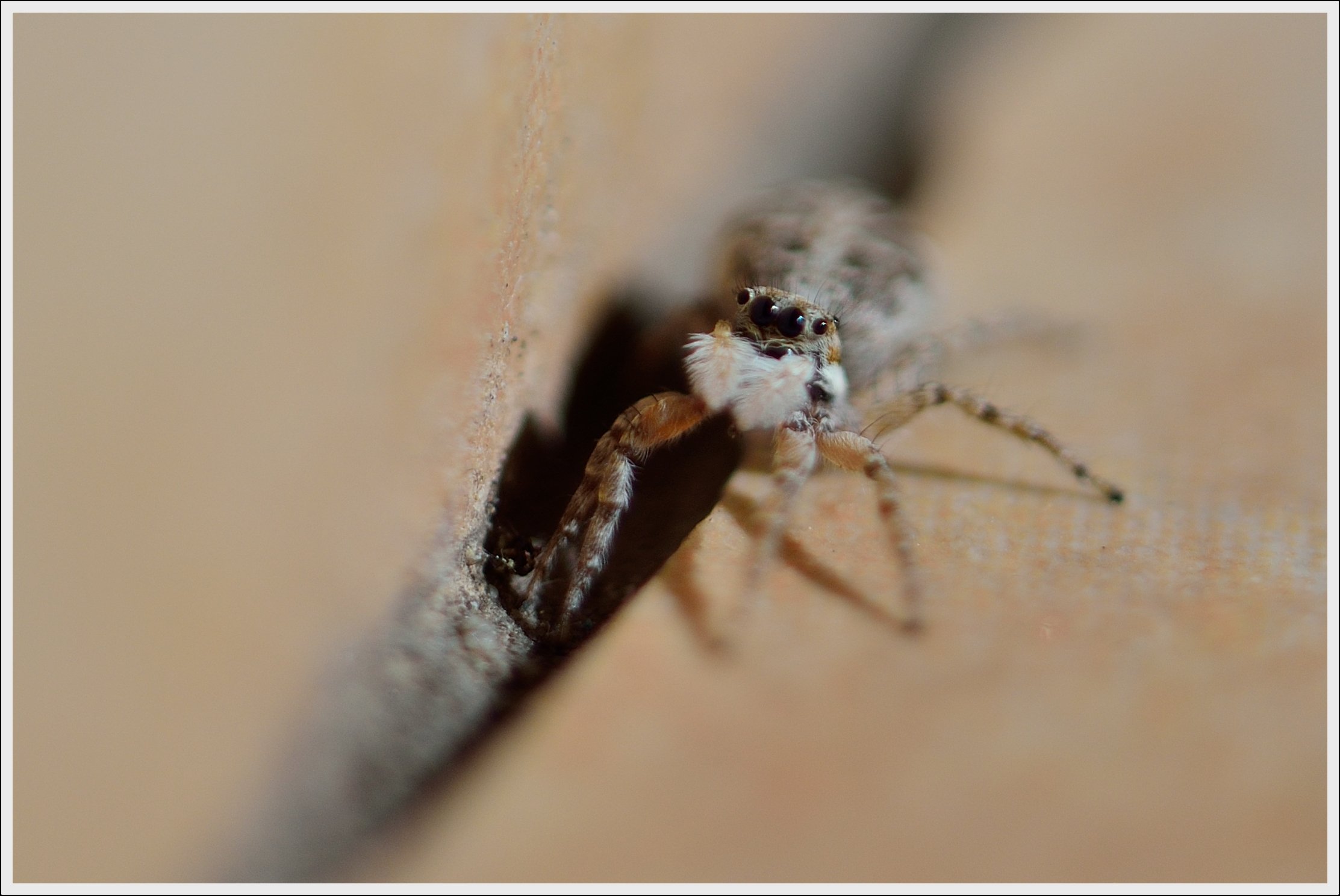 Fonds d'cran Animaux Araignes Tu veux ma photo ?