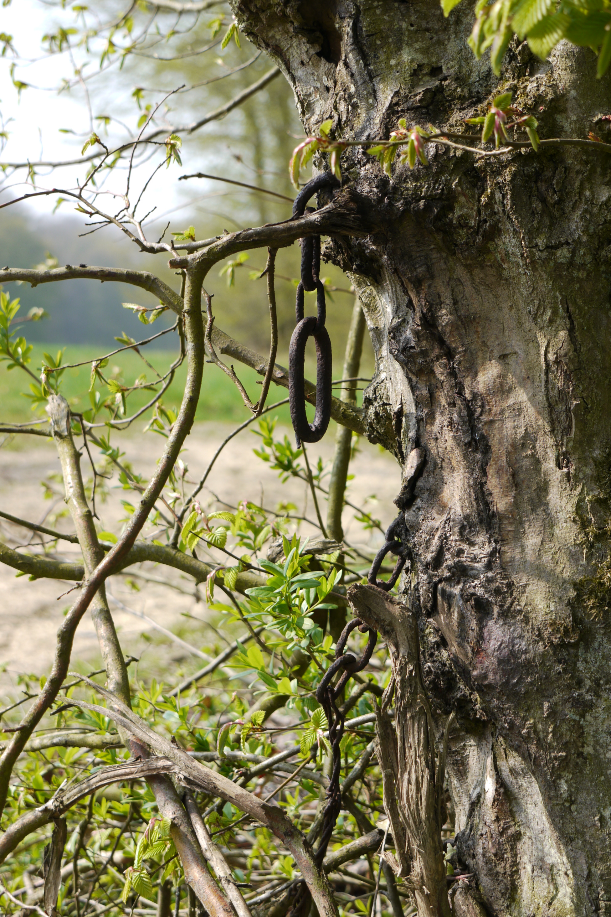 Fonds d'cran Nature Arbres - Forts 