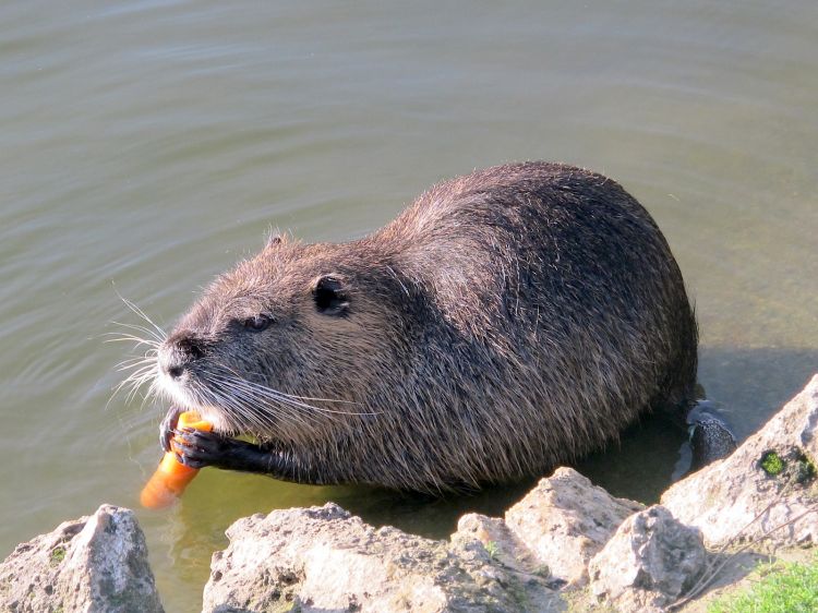 Fonds d'cran Animaux Rongeurs - Divers Ragondin