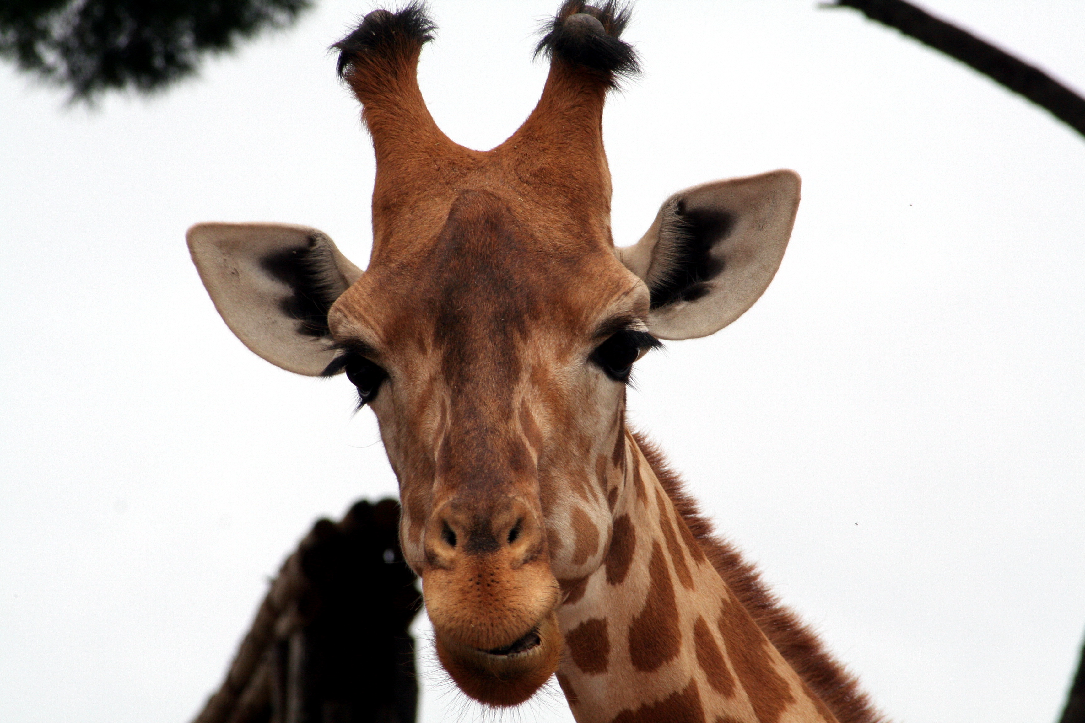 Fonds d'cran Animaux Girafes 