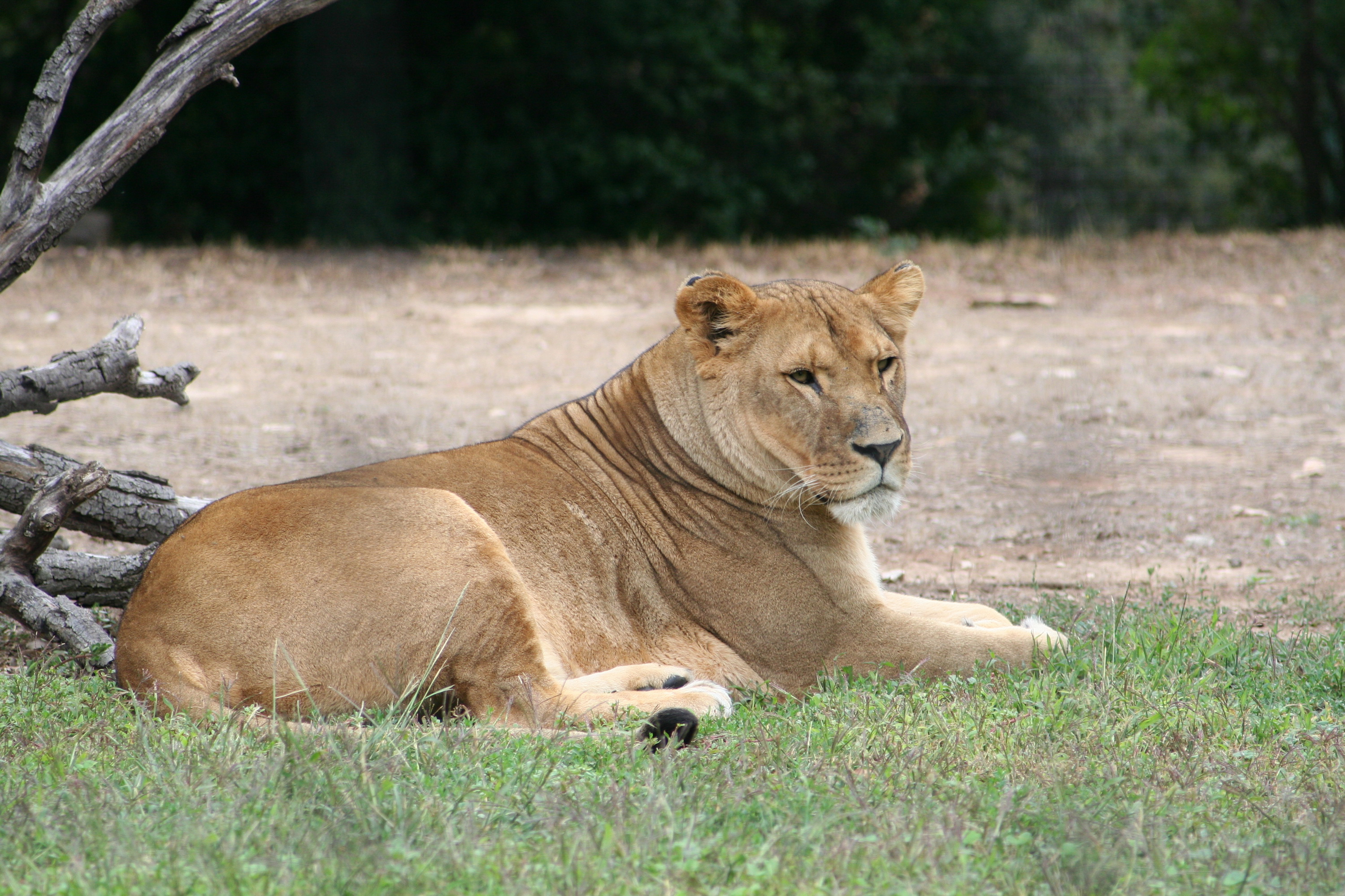 Fonds d'cran Animaux Flins - Lions 