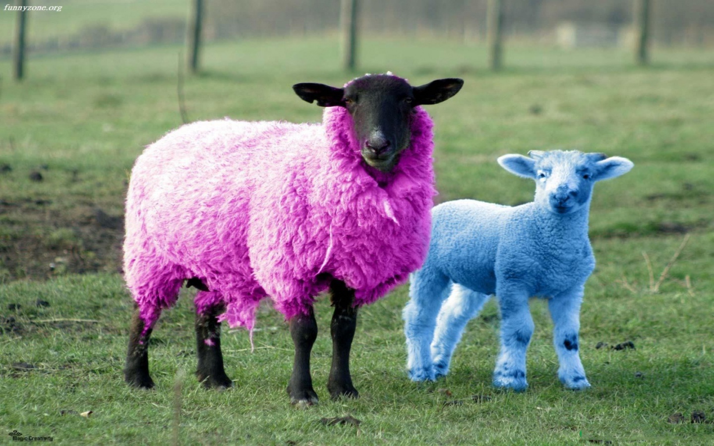 Wallpapers Animals Sheeps 