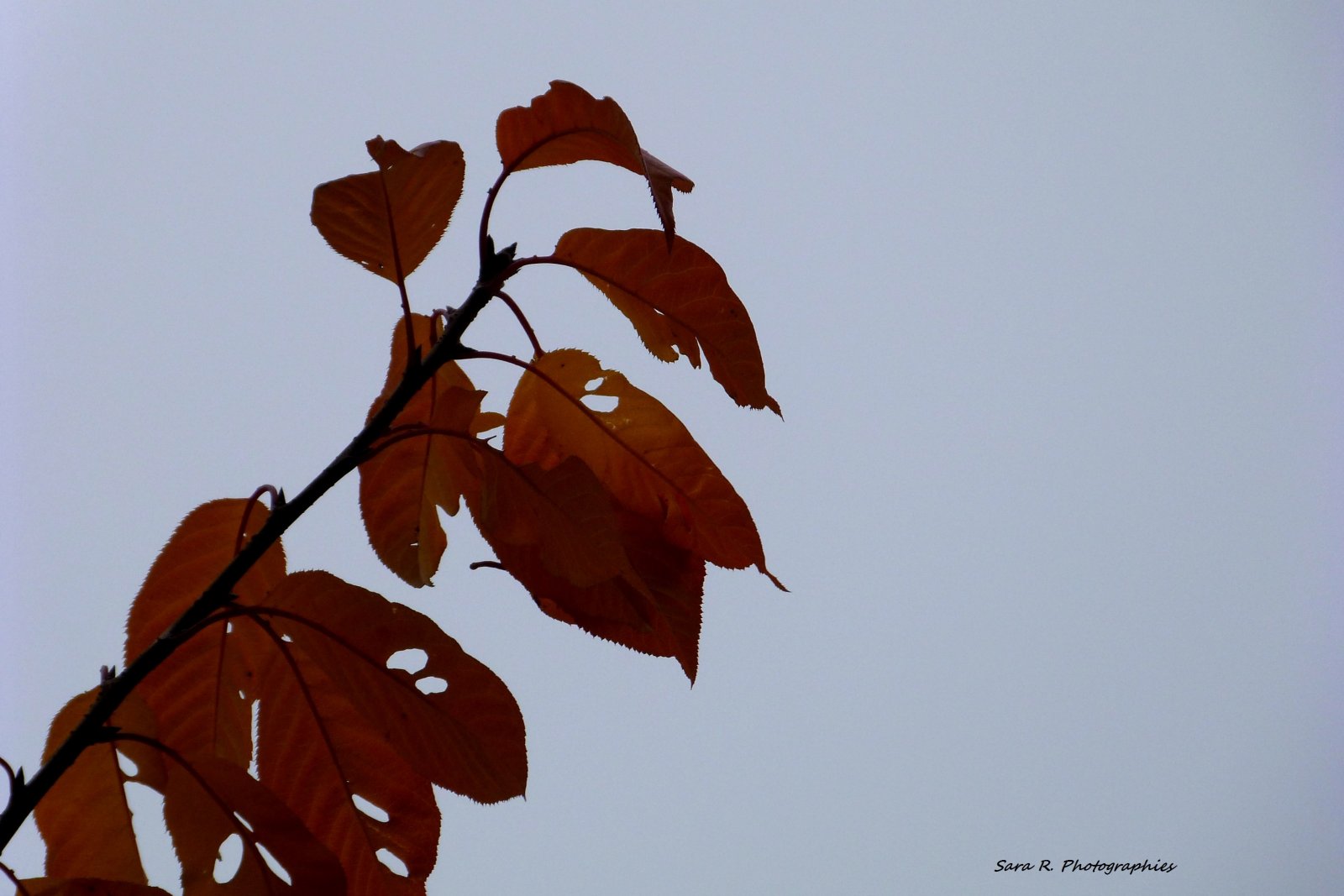 Wallpapers Nature Leaves - Foliage Après l'automne vient l'hivers. 