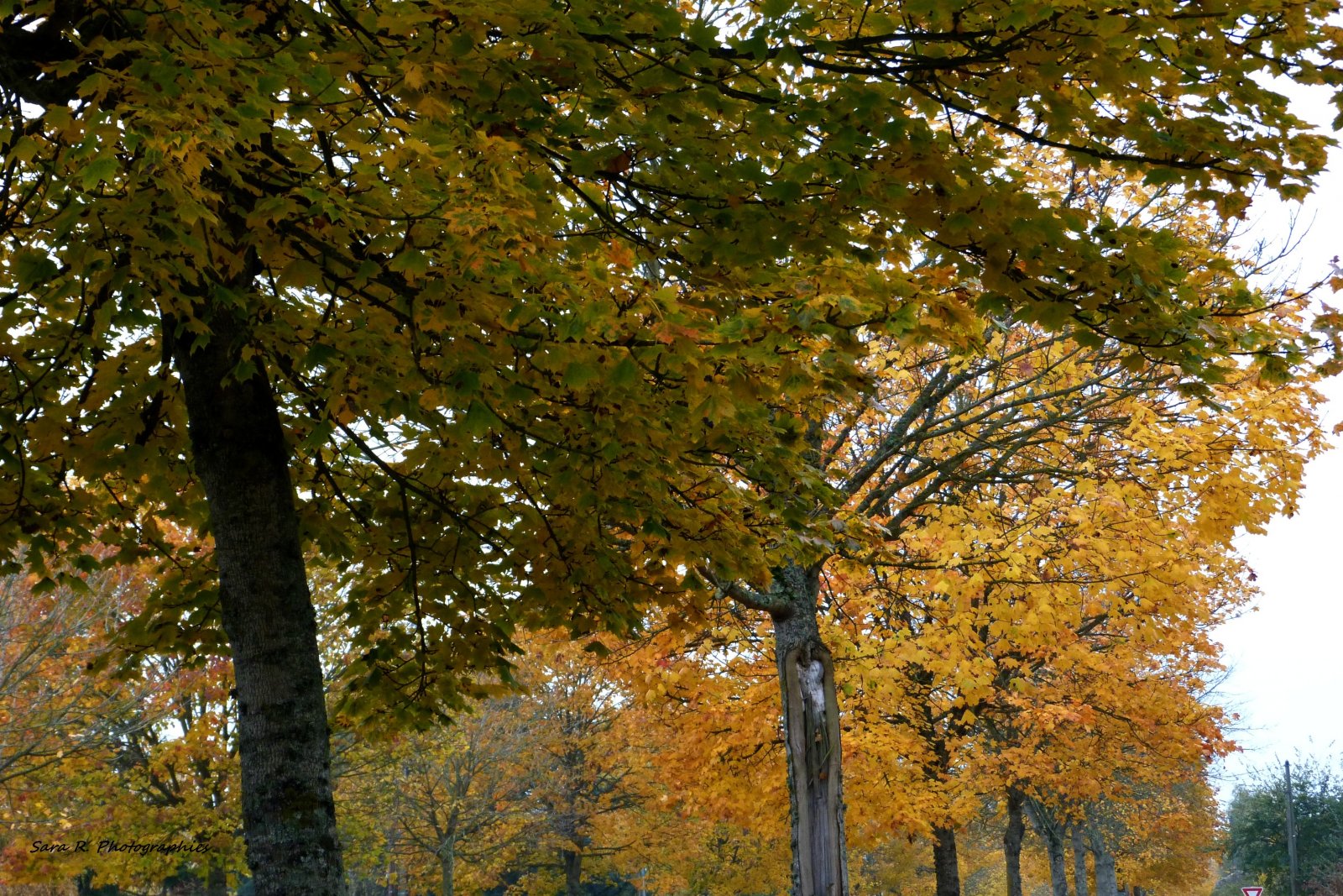 Wallpapers Nature Trees - Forests Aprs l'automne vient l'hivers. 