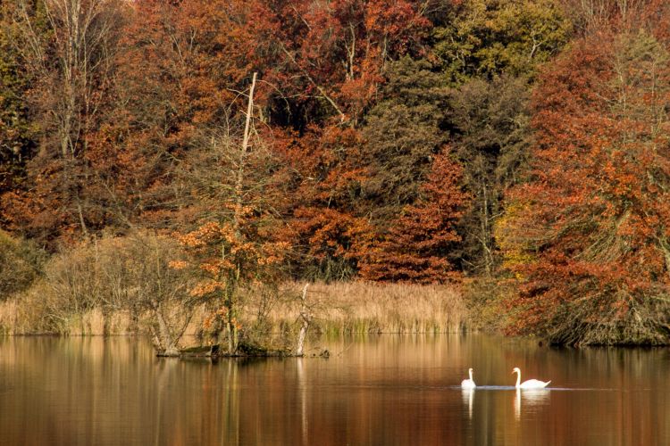 Fonds d'cran Animaux Oiseaux - Cygnes un cygne d'automne