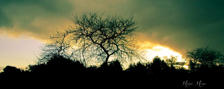 Fonds d'cran Nature Arbres - Forts Arbre noir à la lumière