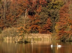  Animaux un cygne d'automne