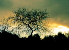  Nature Arbre noir à la lumière