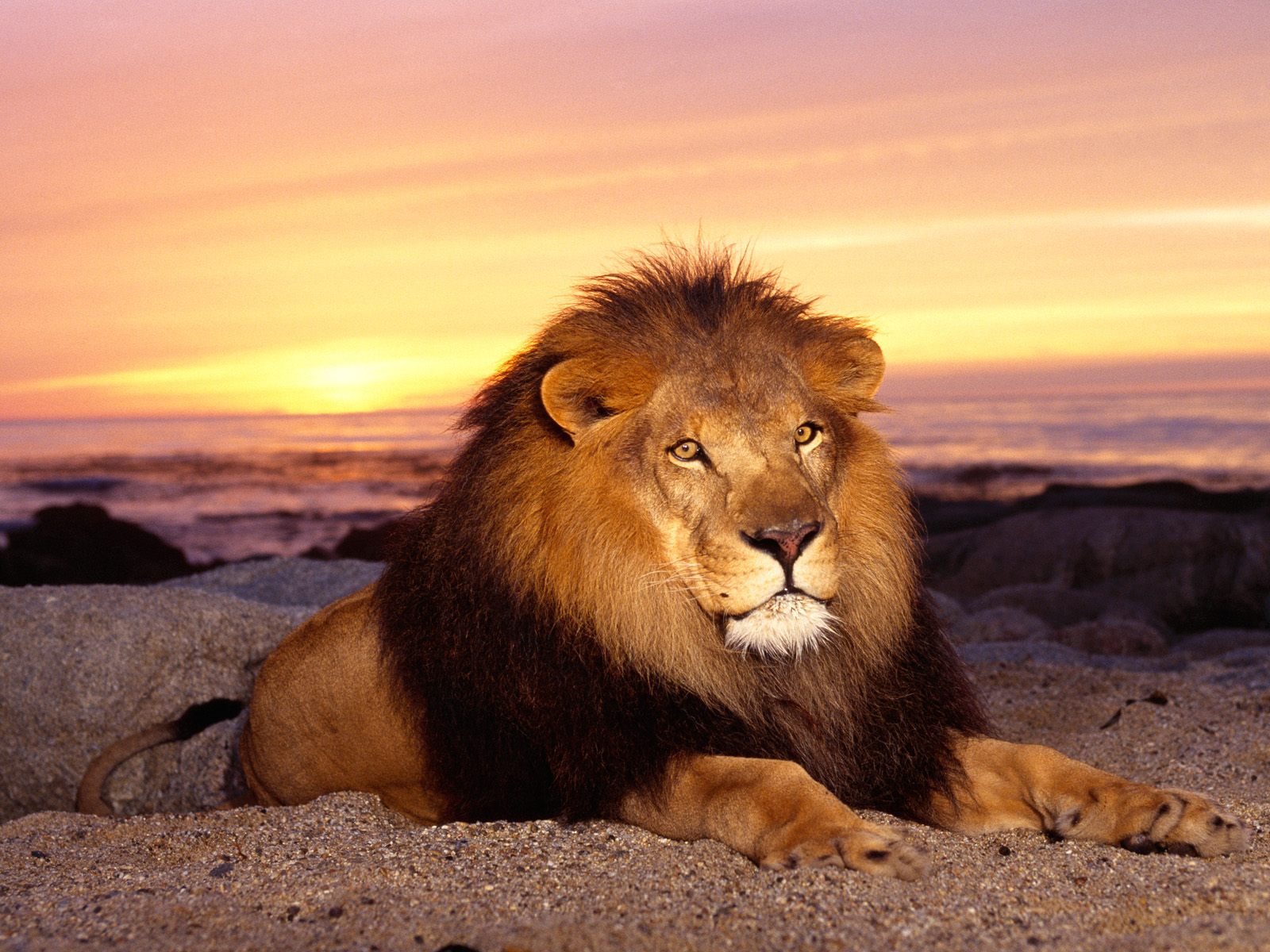 Wallpapers Animals Felines - Lions 