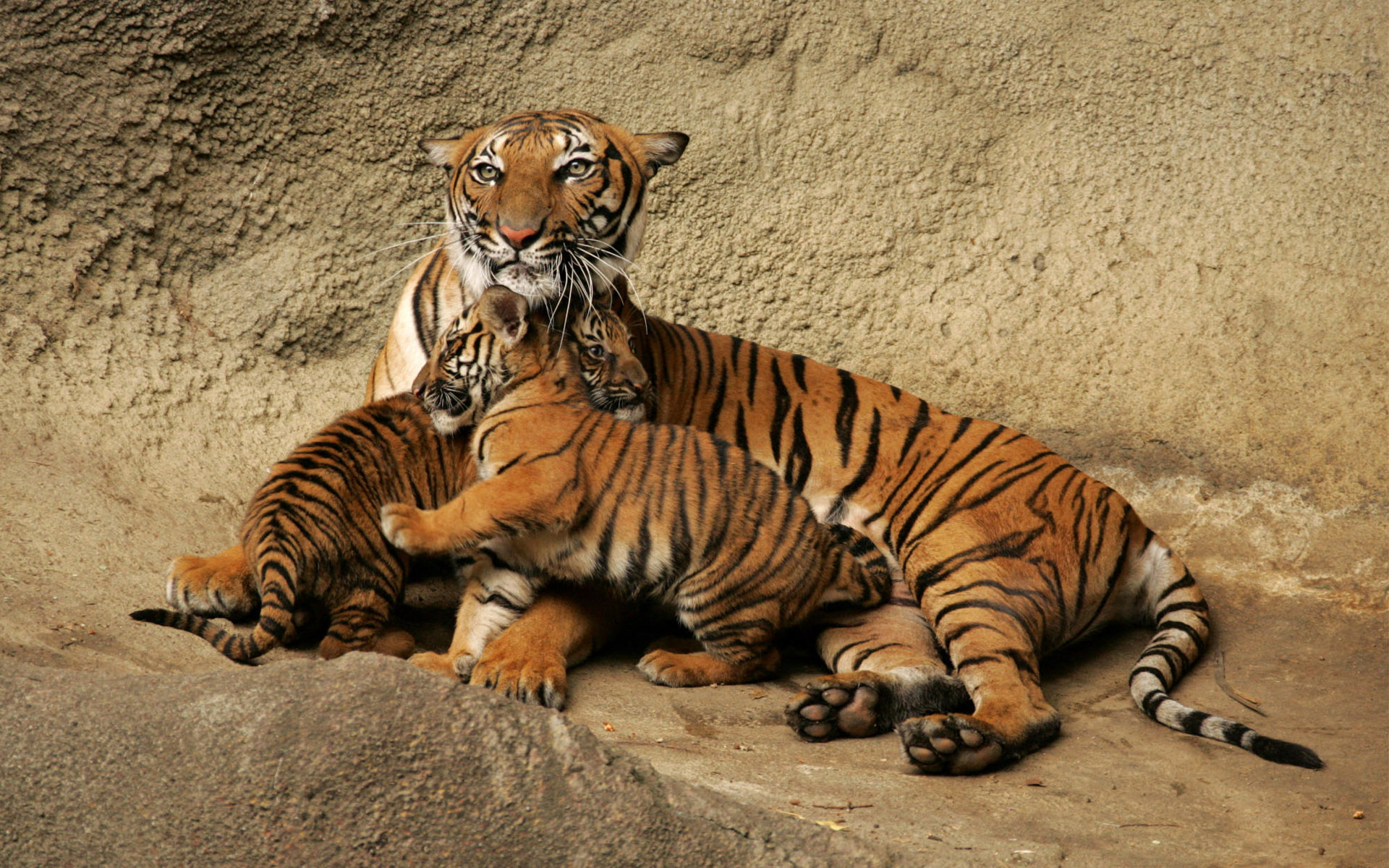 Fonds d'cran Animaux Flins - Tigres 