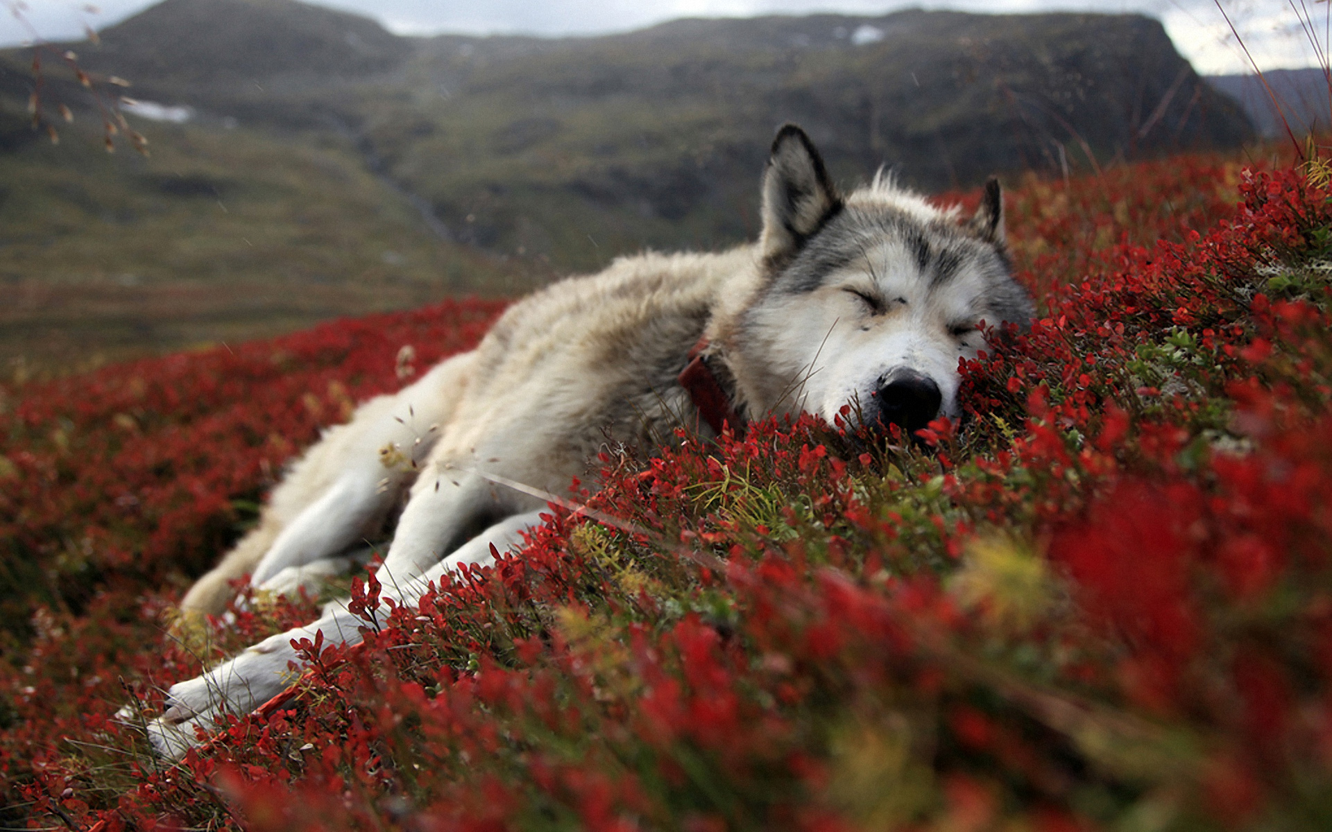 Wallpapers Animals Wolves 