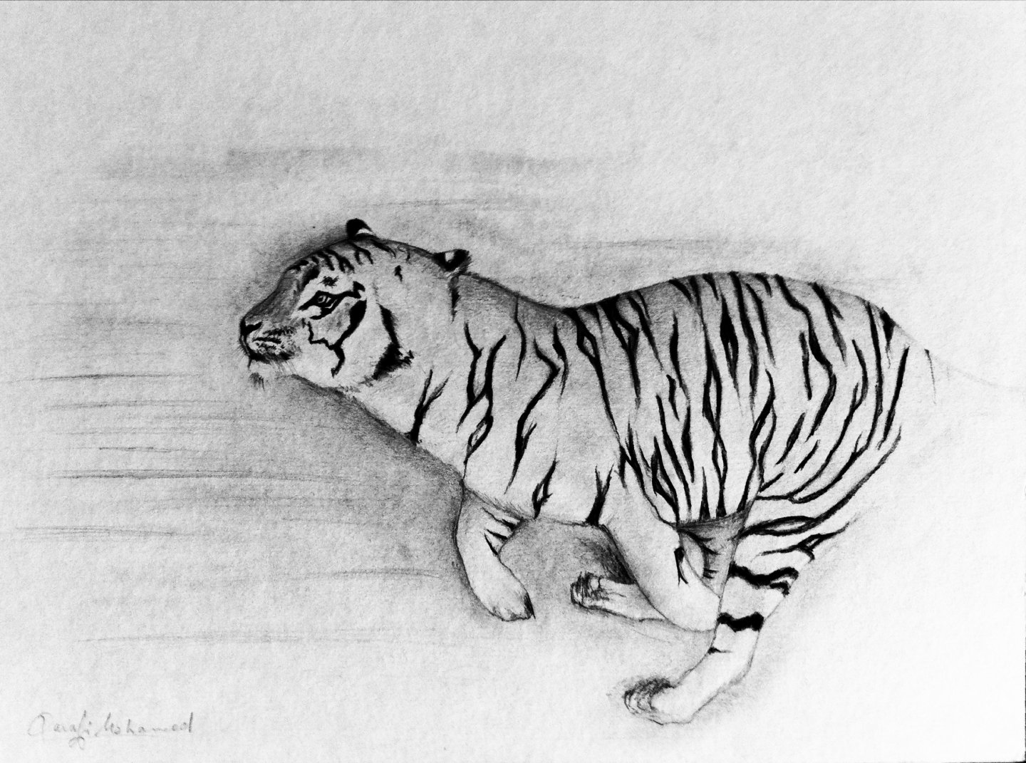 Fonds d'cran Art - Crayon Animaux - Tigres 