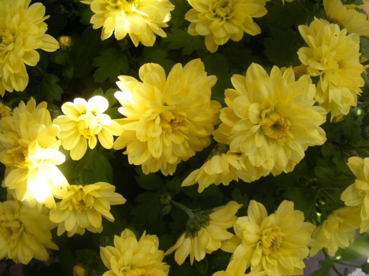 Fonds d'cran Nature Fleurs Chrysantmes