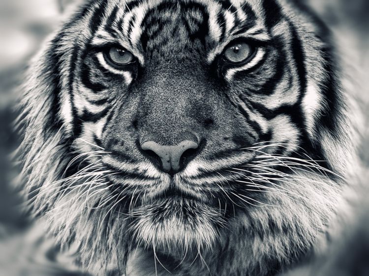 Fonds d'cran Animaux Flins - Tigres Wallpaper N322812