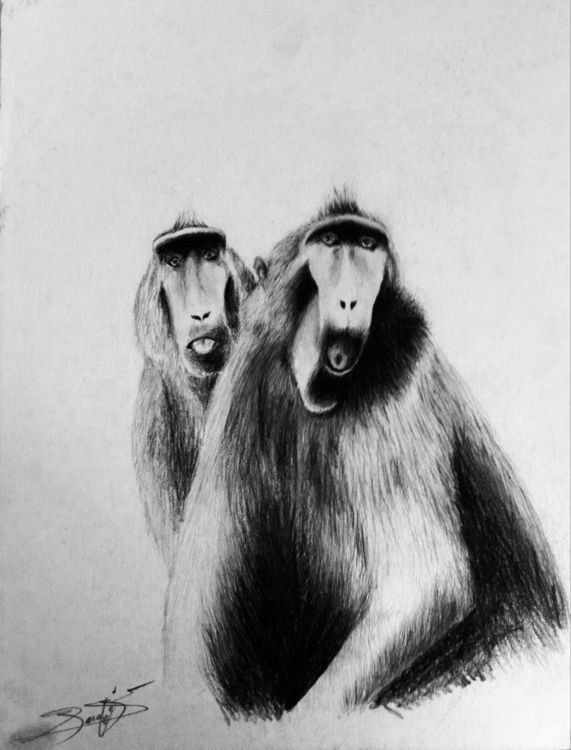 Wallpapers Art - Pencil Animals - Monkeys Wallpaper N322828