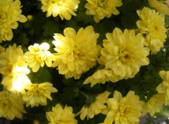  Nature Chrysantmes