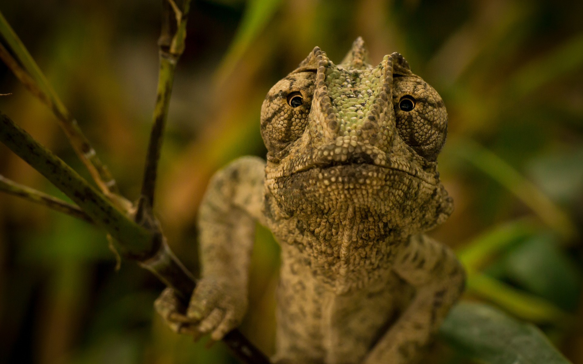 Fonds d'cran Animaux Camlons 