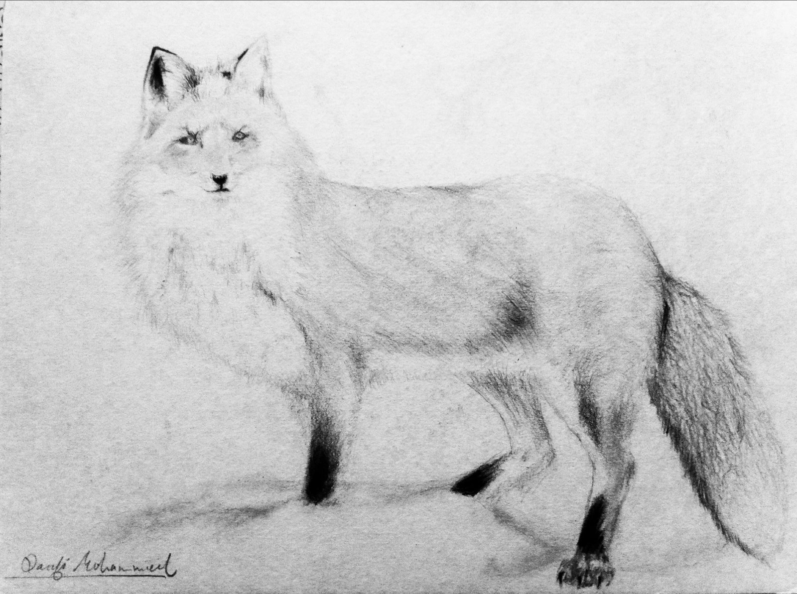 Fonds d'cran Art - Crayon Animaux - Renards Le renard