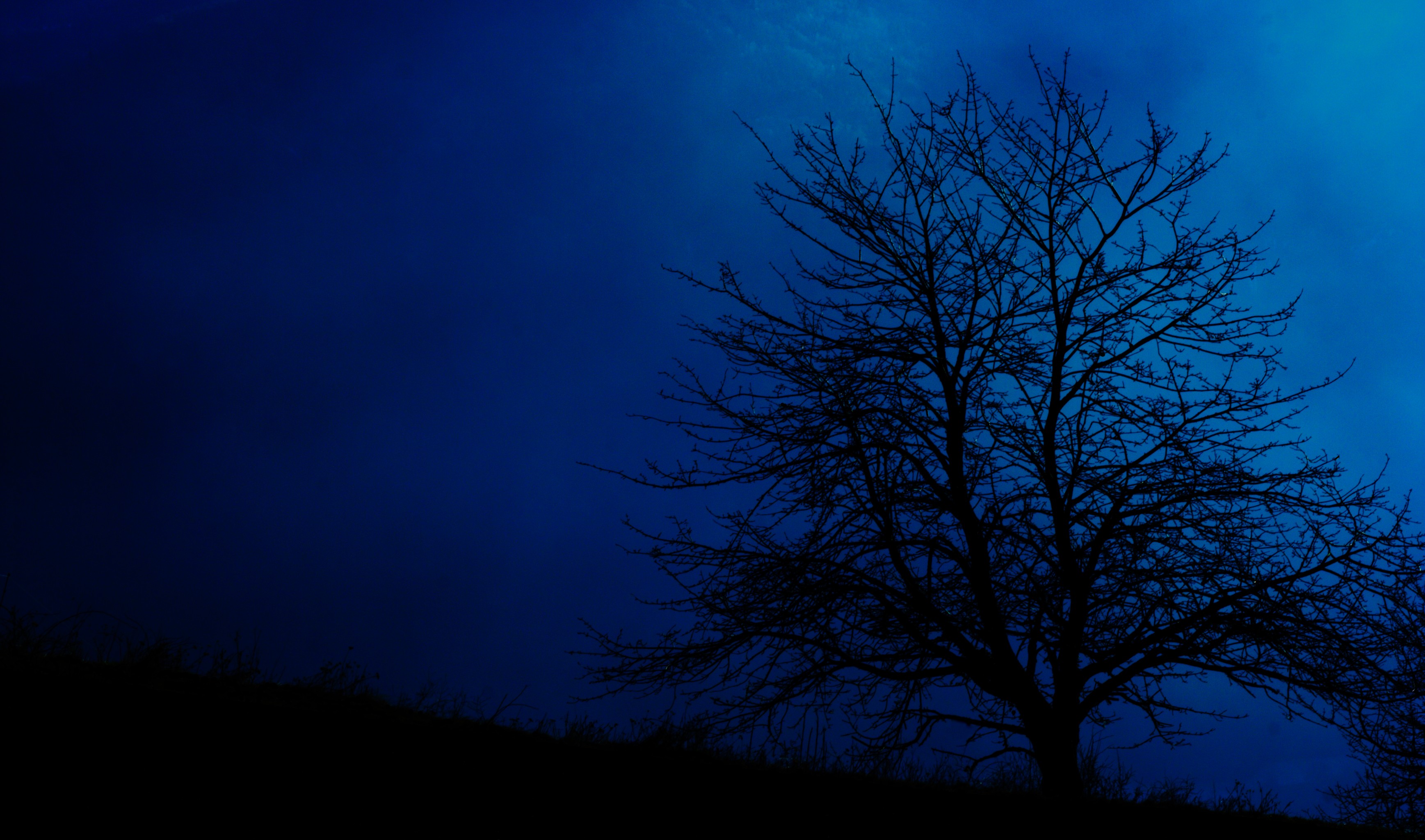 Fonds d'cran Nature Arbres - Forts Arbre Nocturne