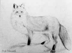  Art - Pencil Le renard