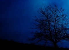  Nature Arbre Nocturne