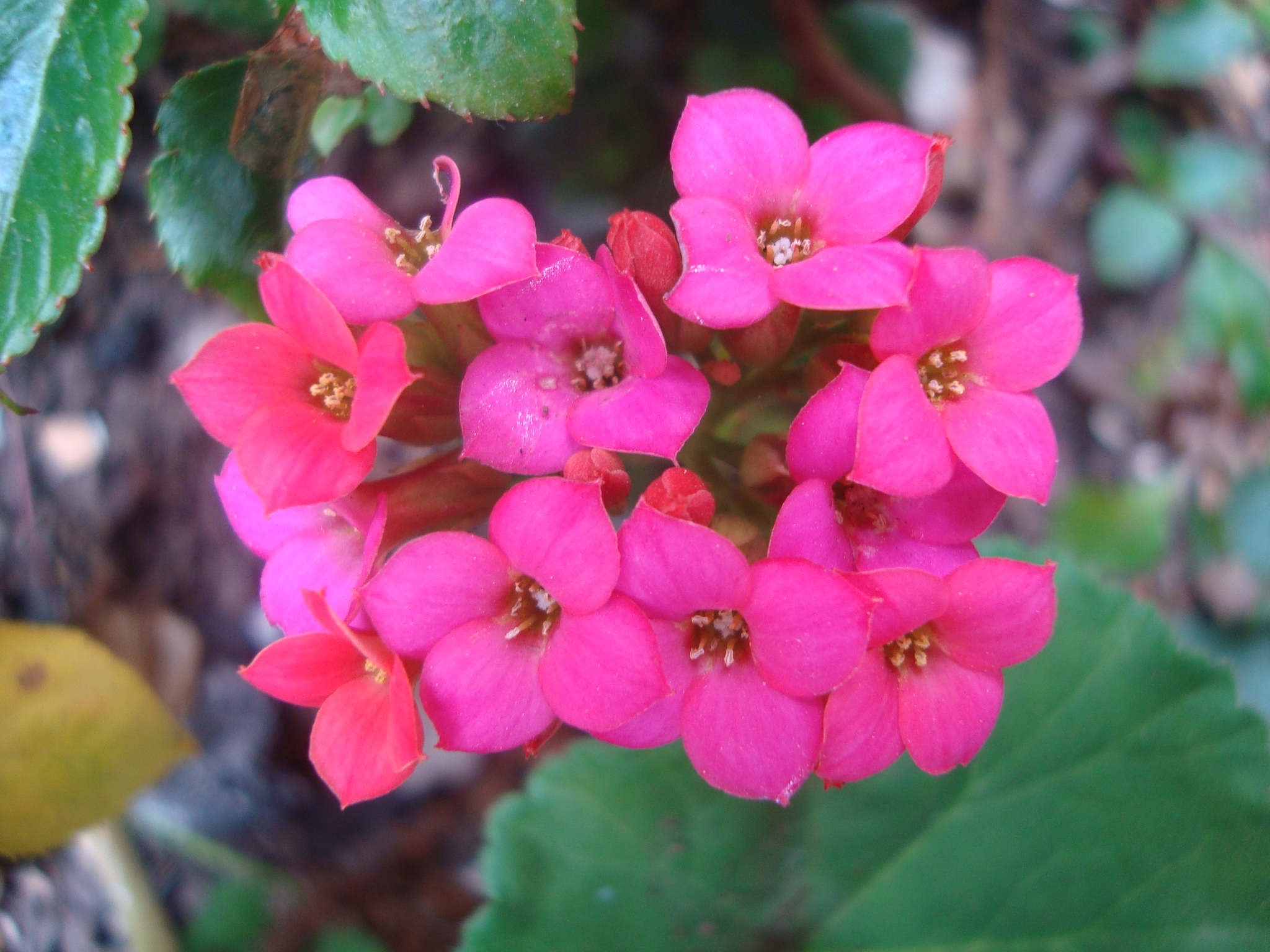 Fonds d'cran Nature Fleurs Nature en Bogota, Colombie