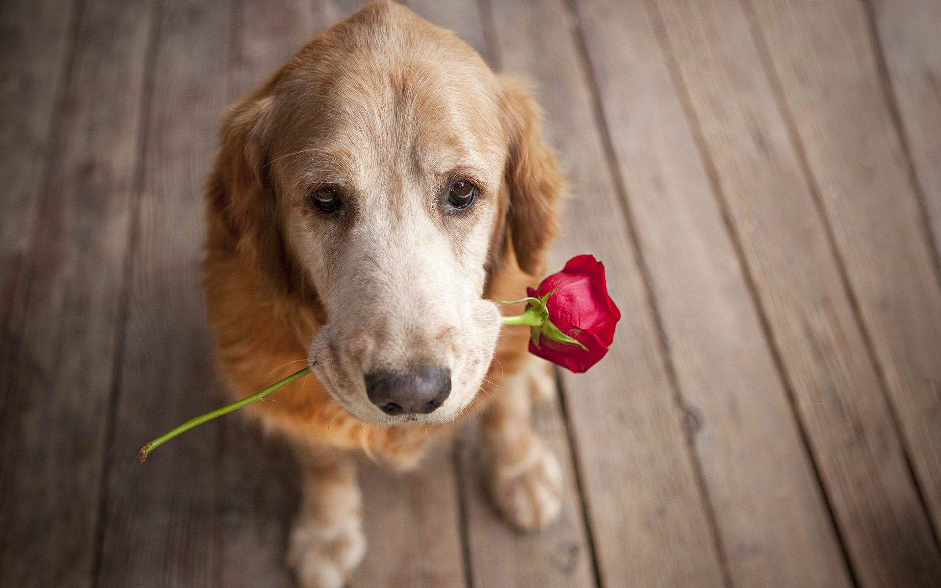 Fonds d'cran Animaux Chiens 