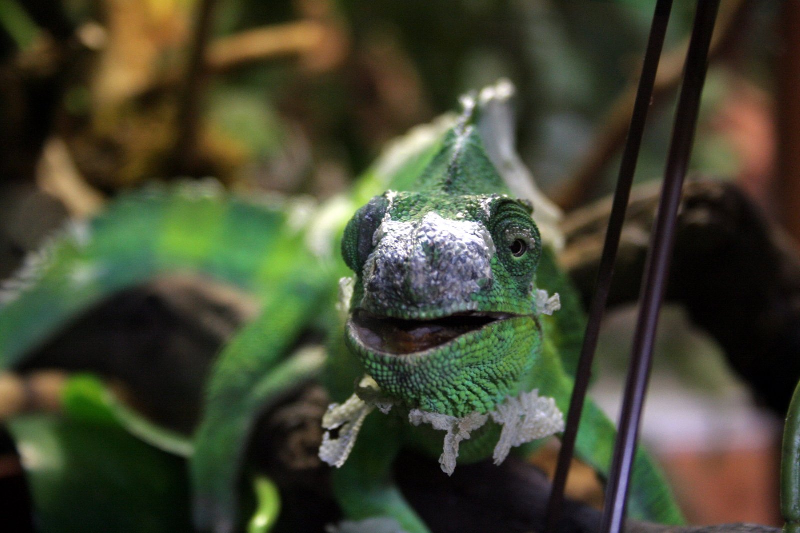 Wallpapers Animals Chameleons 