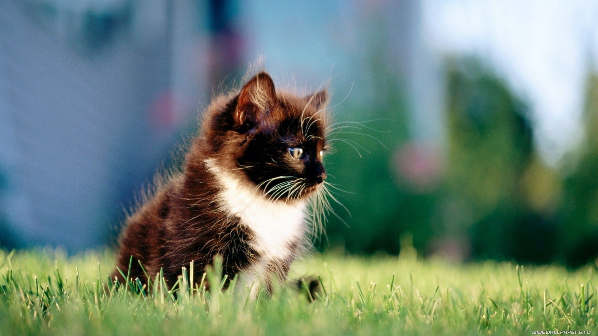 Wallpapers Animals Cats - Kittens 