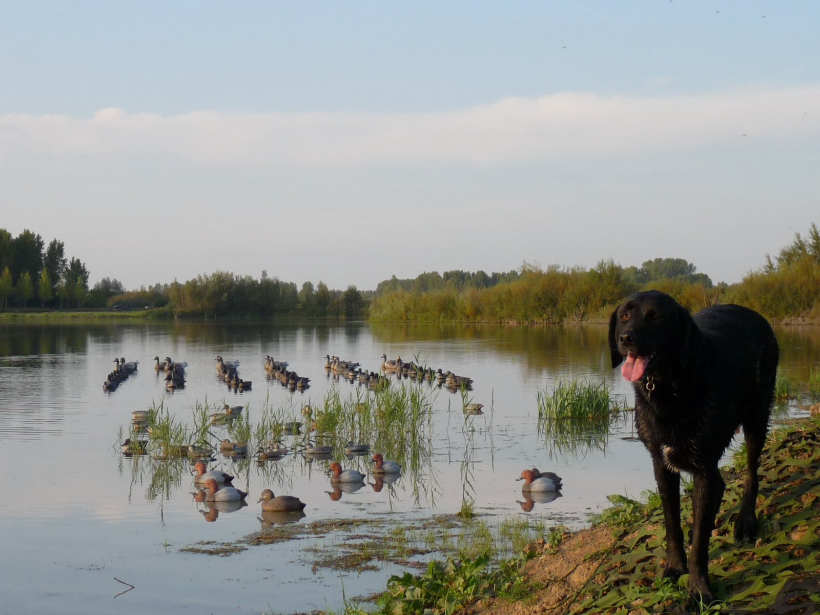 Wallpapers Animals Dogs chasse  la hutte