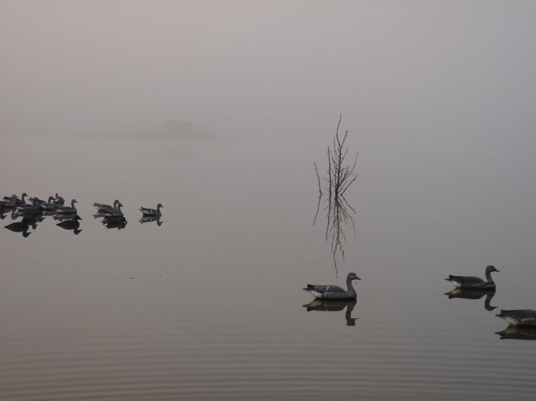 Fonds d'cran Animaux Oiseaux - Canards chasse  la hutte