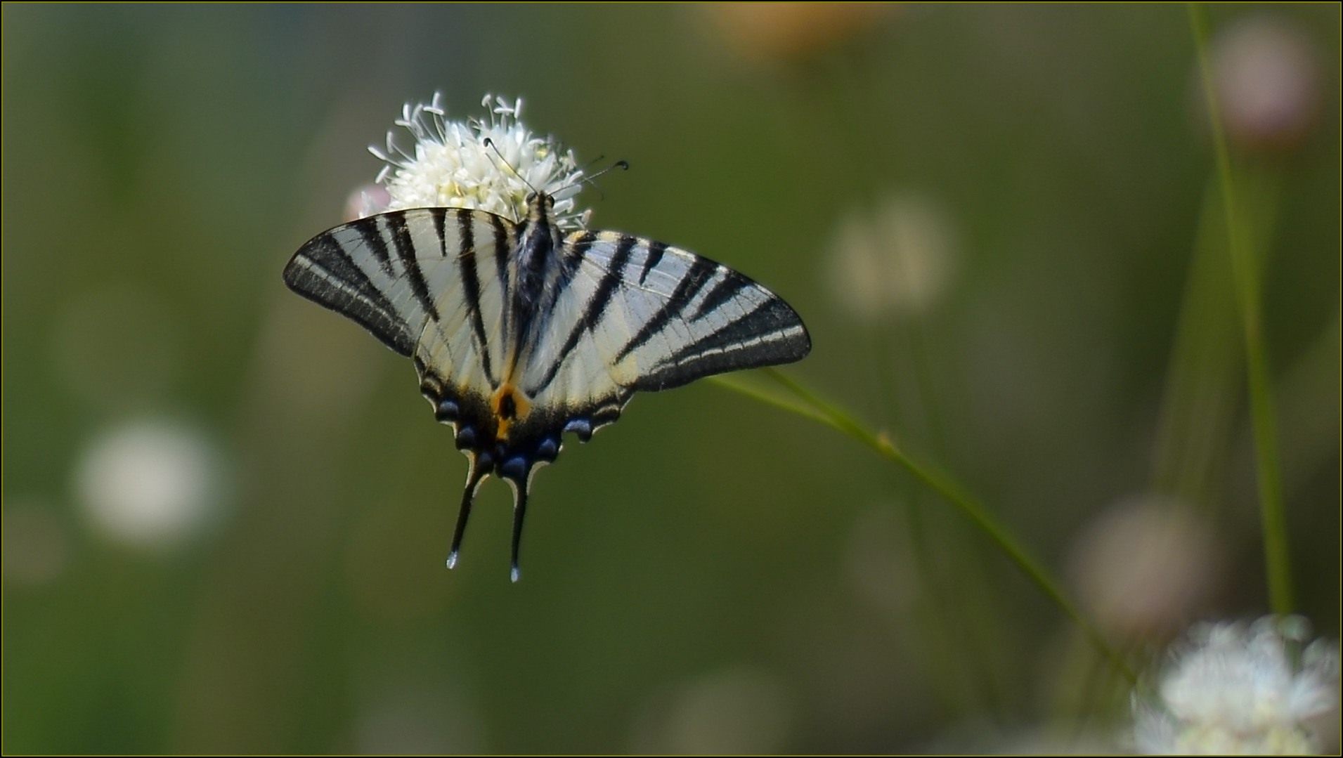 Fonds d'cran Animaux Insectes - Papillons Le flambé de l'été dernier