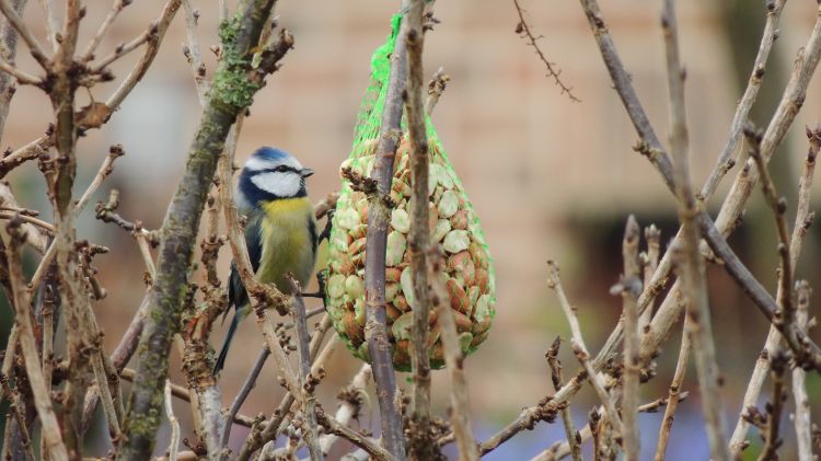 Fonds d'cran Animaux Oiseaux - Msanges Msange Bleue