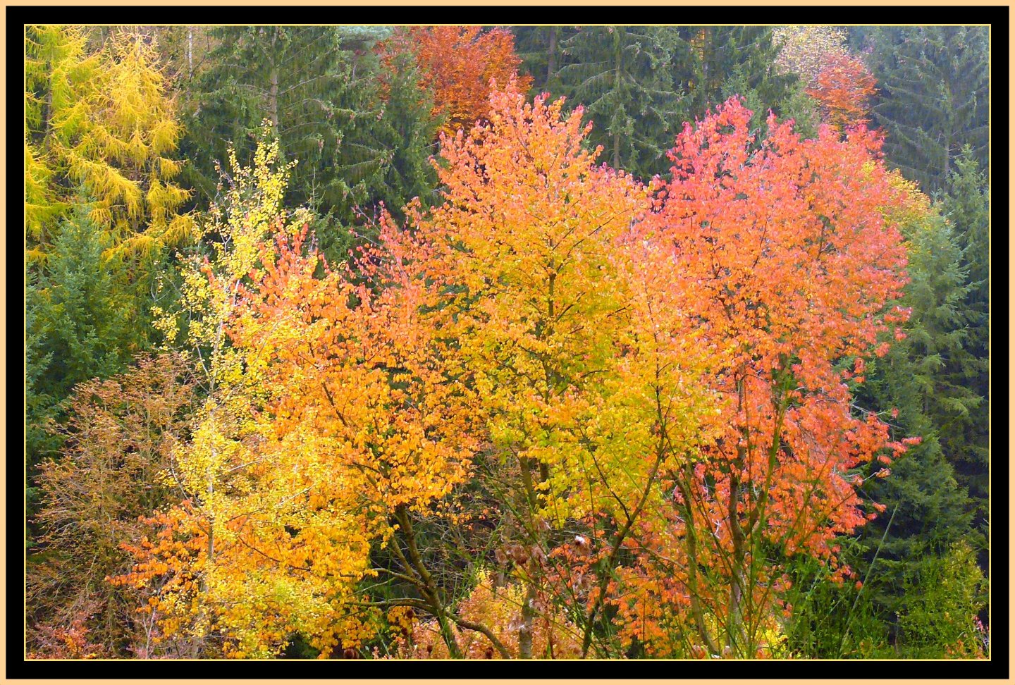 Fonds d'cran Nature Saisons - Automne 