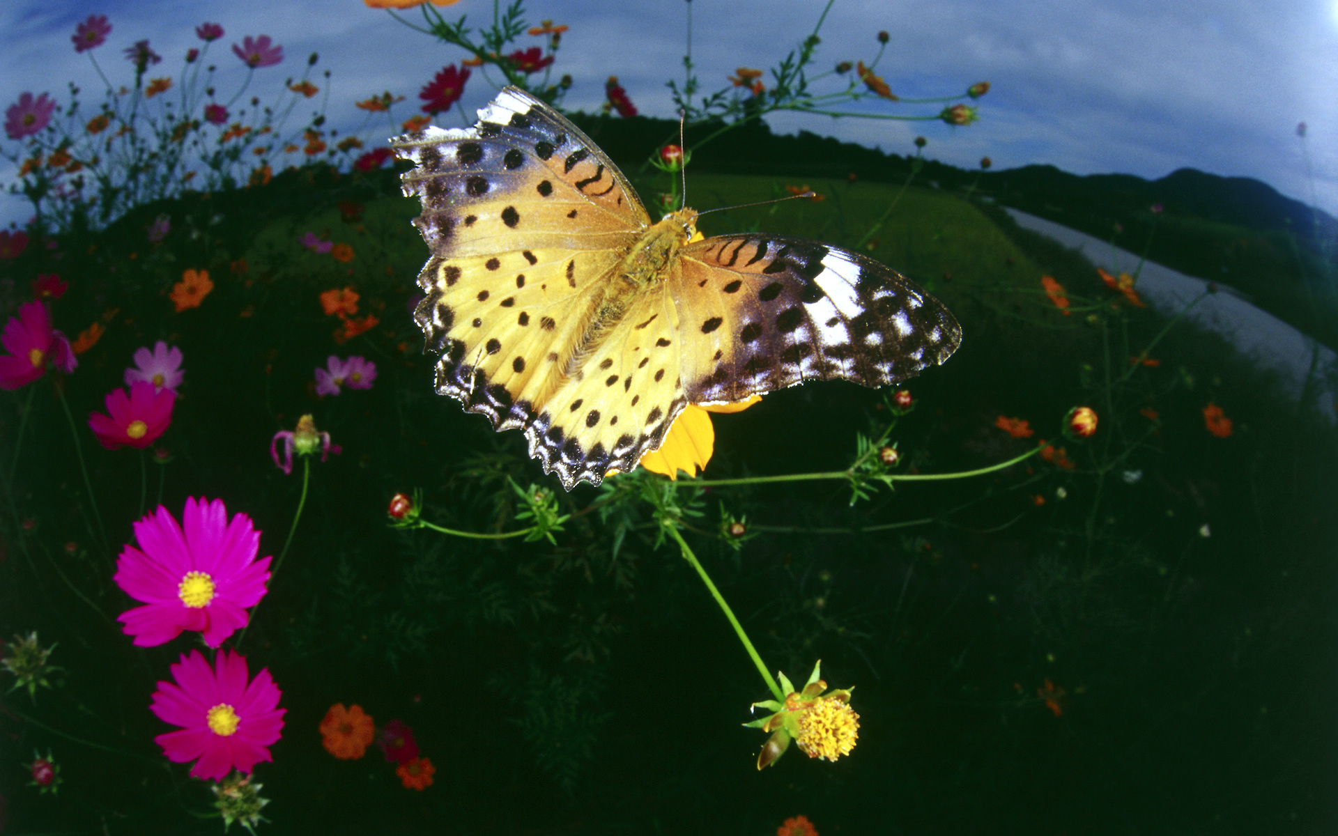 Fonds d'cran Animaux Insectes - Papillons 