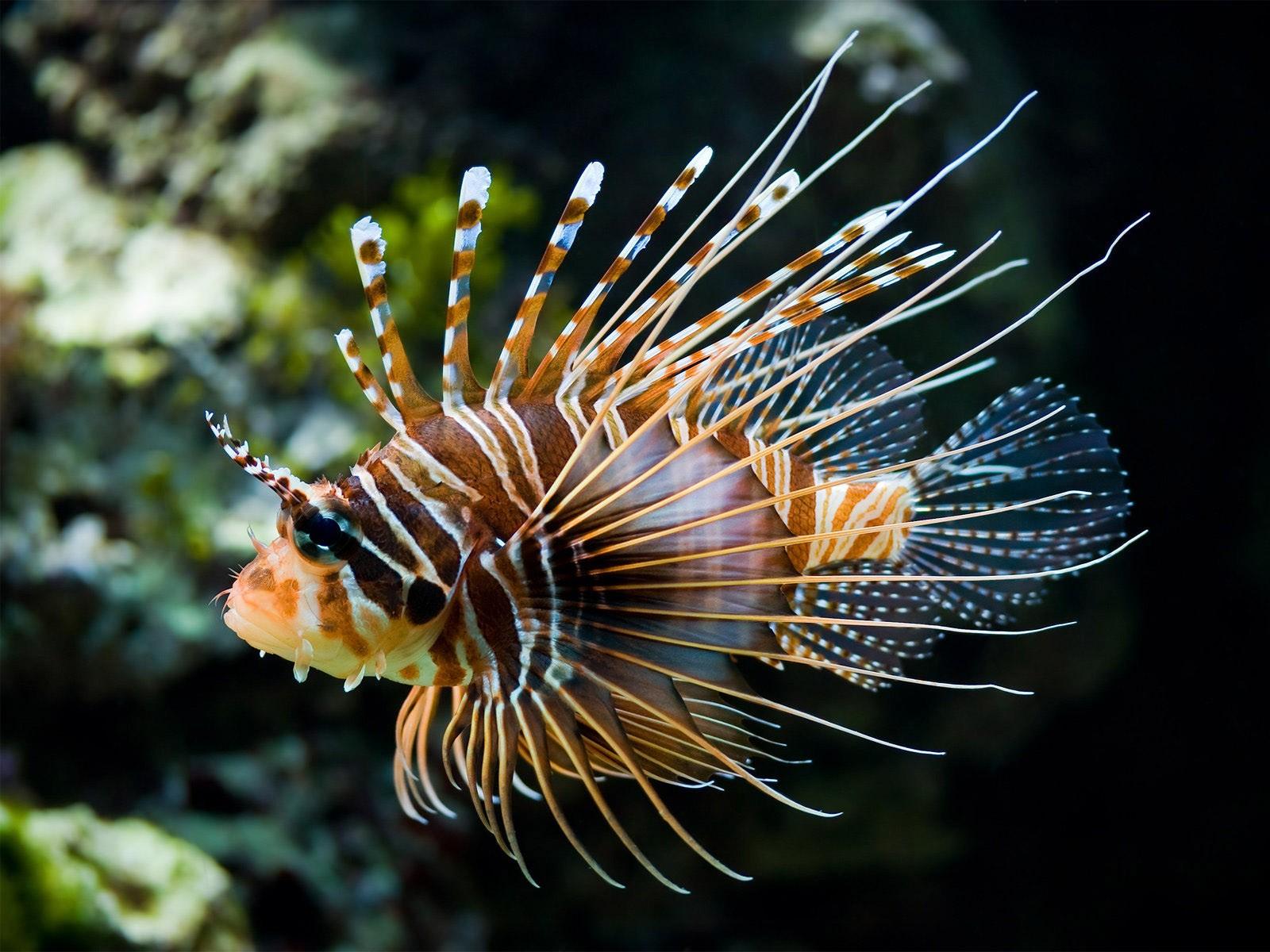 Fonds d'cran Animaux Vie marine - Poissons 