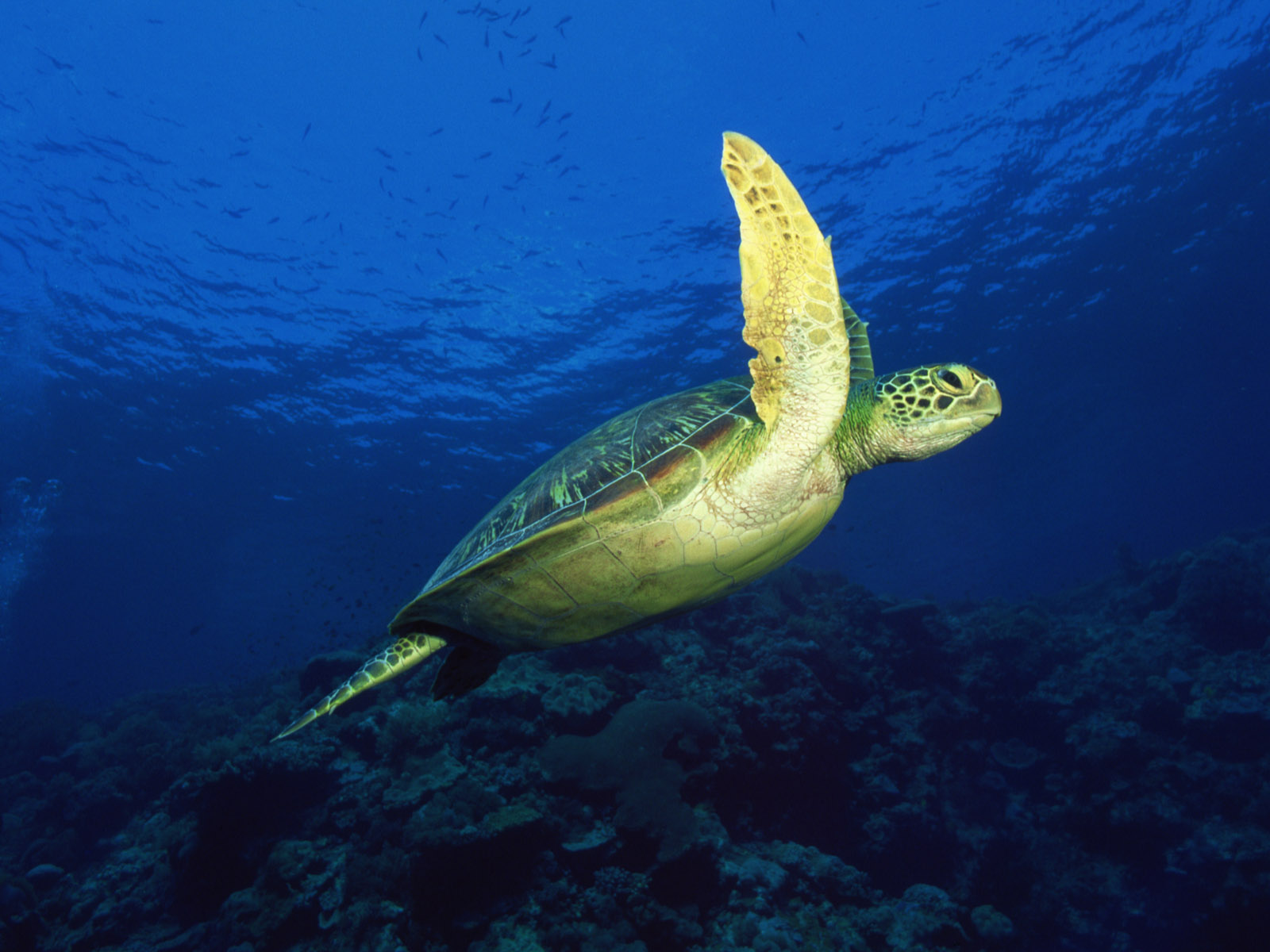 Fonds d'cran Animaux Tortues 