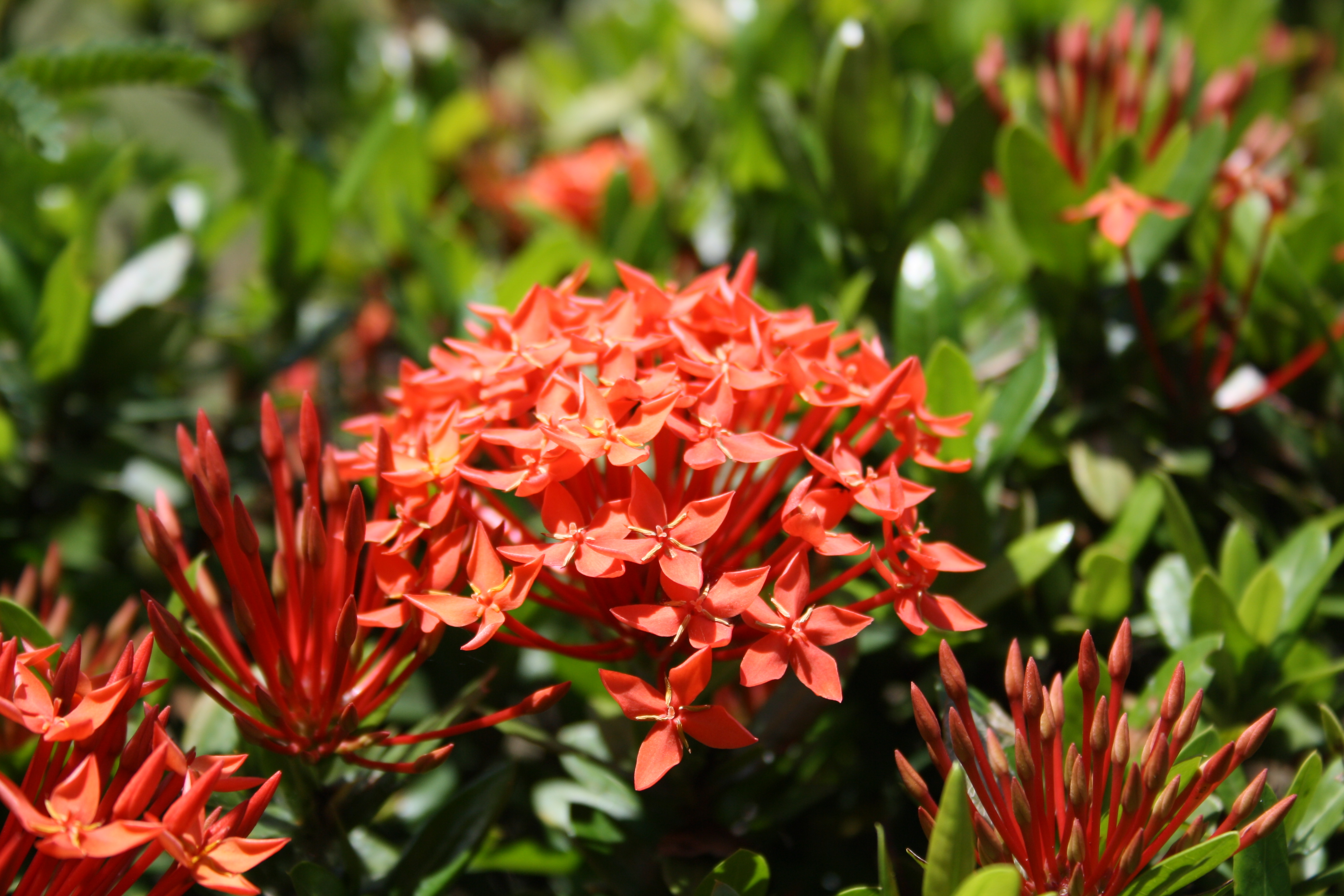 Fonds d'cran Nature Fleurs Nature en Colombie