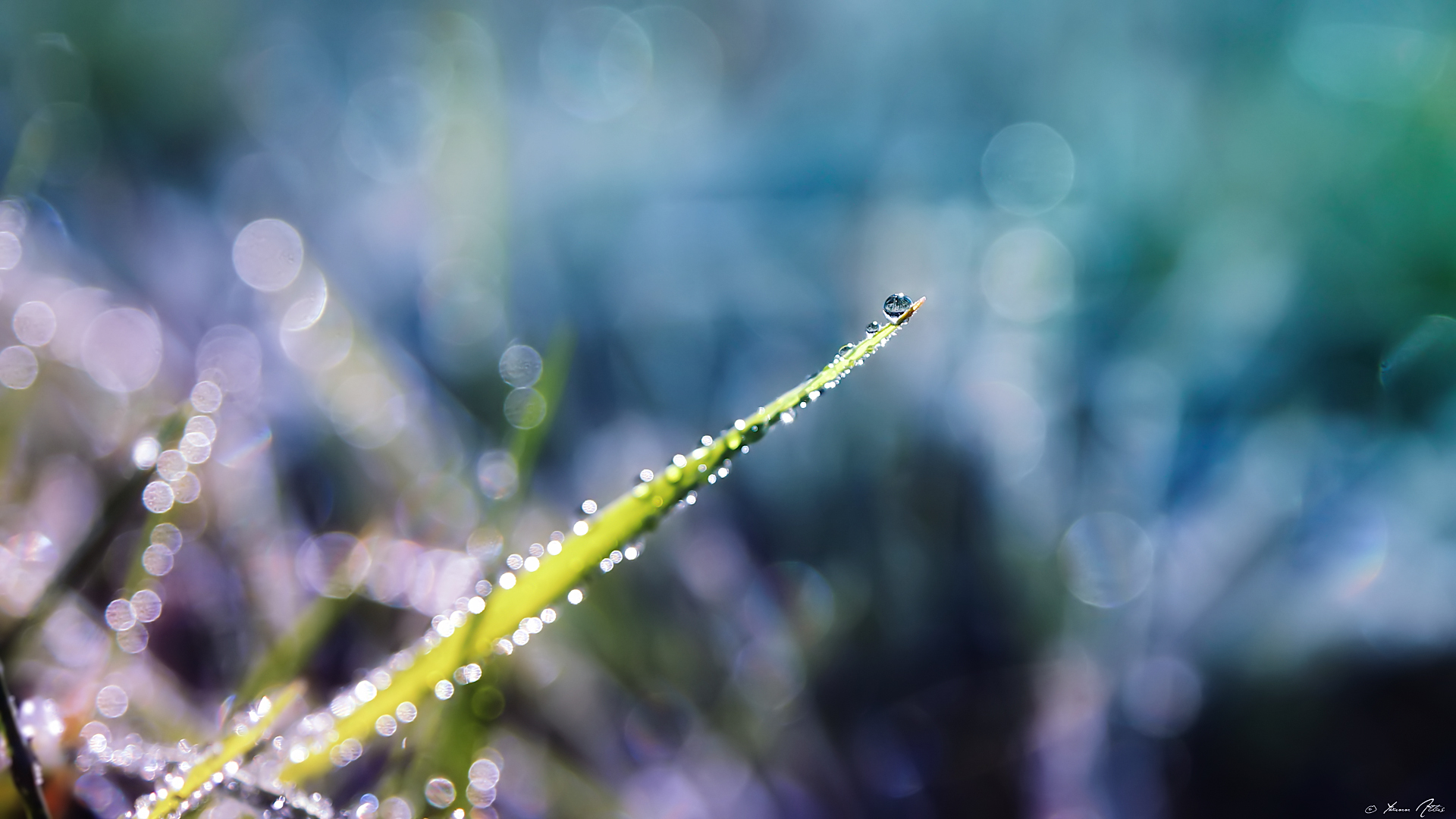 Wallpapers Nature Water - Drops Morning Drop