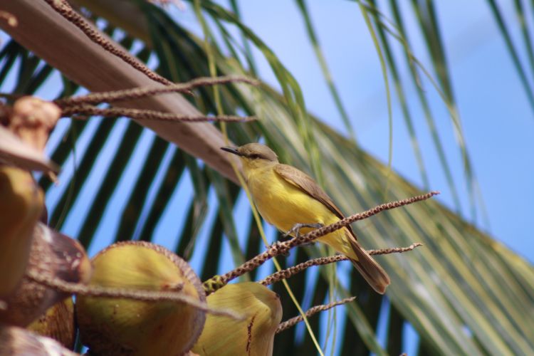 Fonds d'cran Animaux Oiseaux - Divers Nature en Colombie